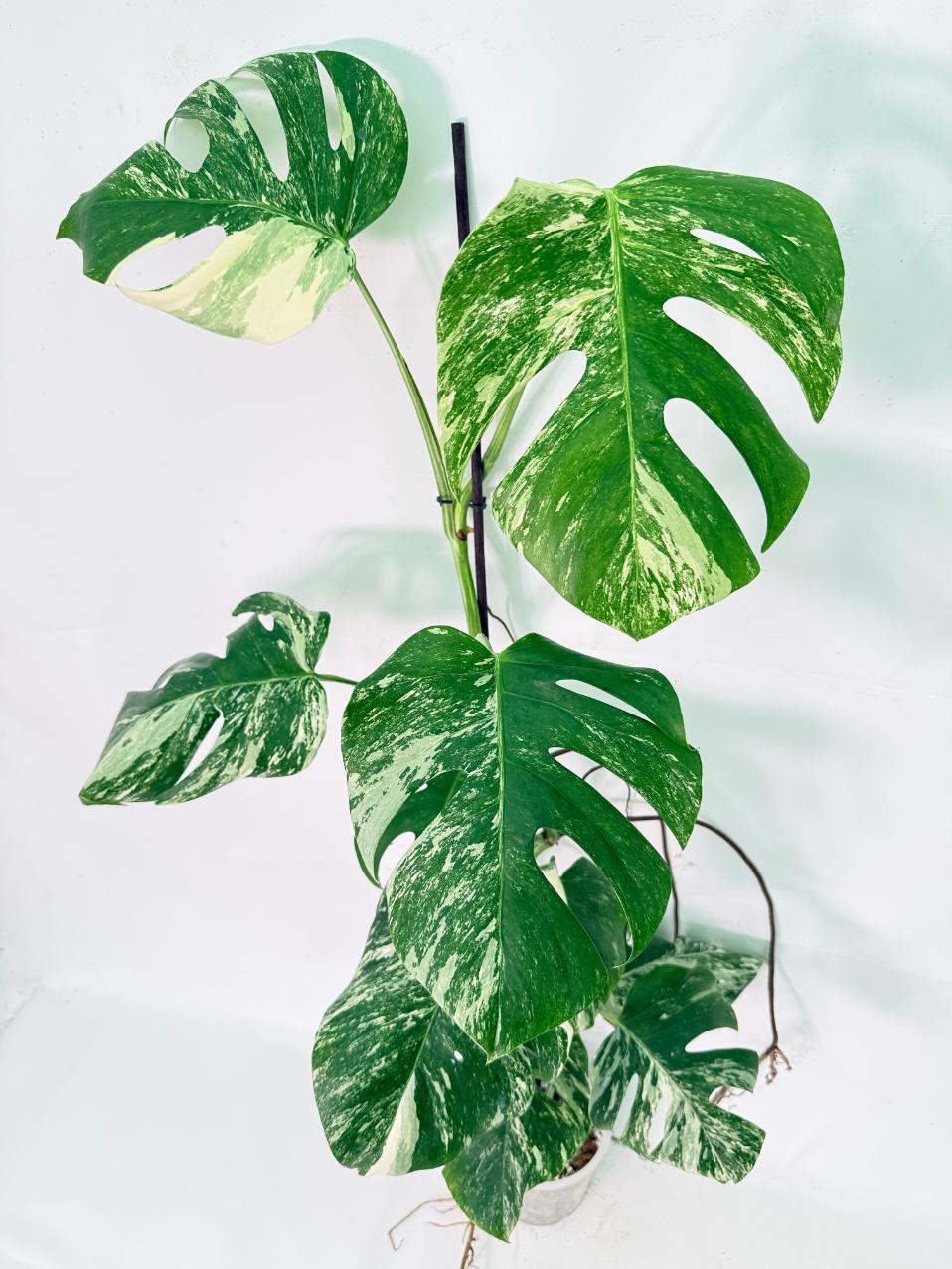 Monstera Albo Variegata XXL 11