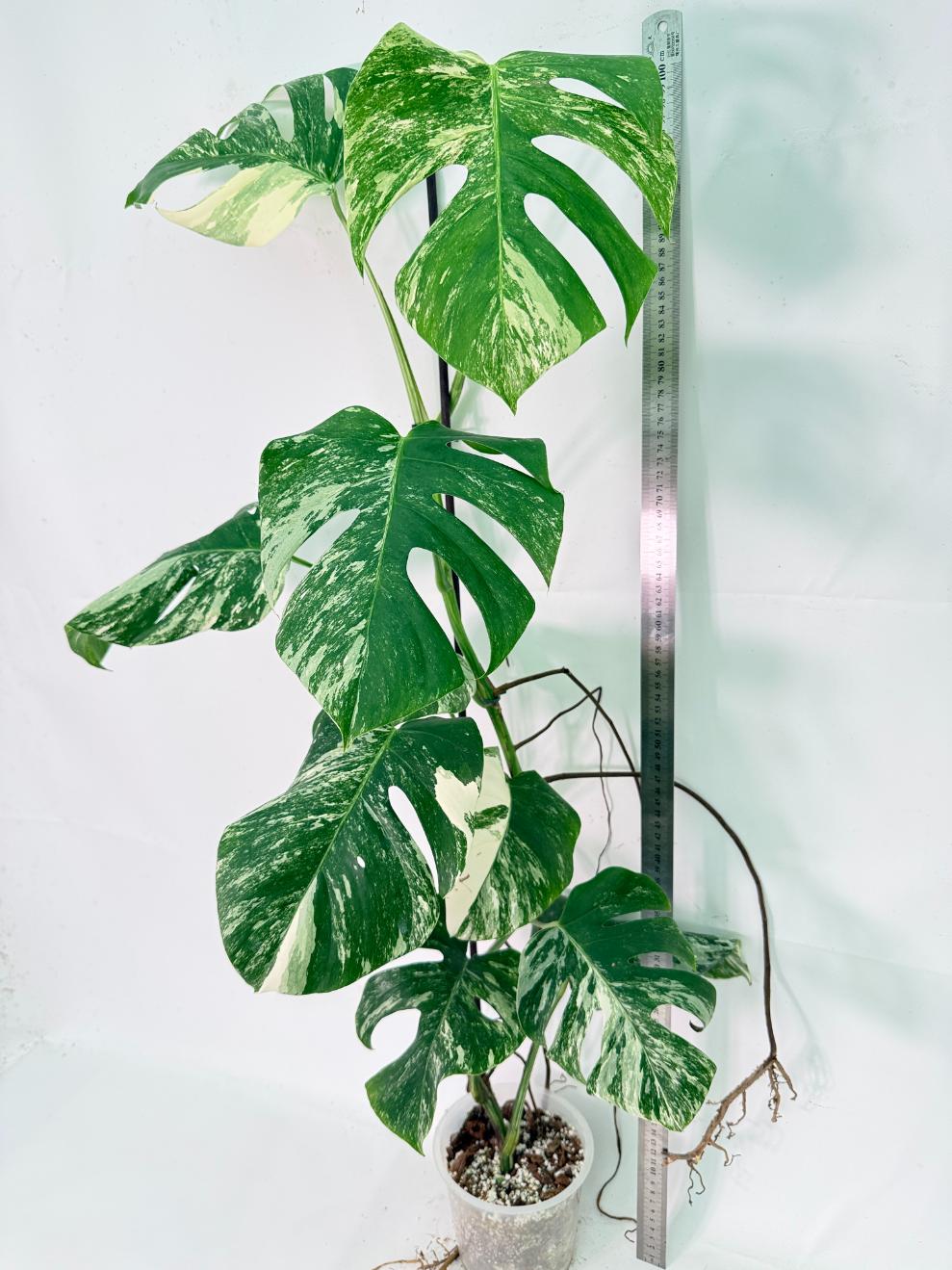 Monstera Albo Variegata XXL 12