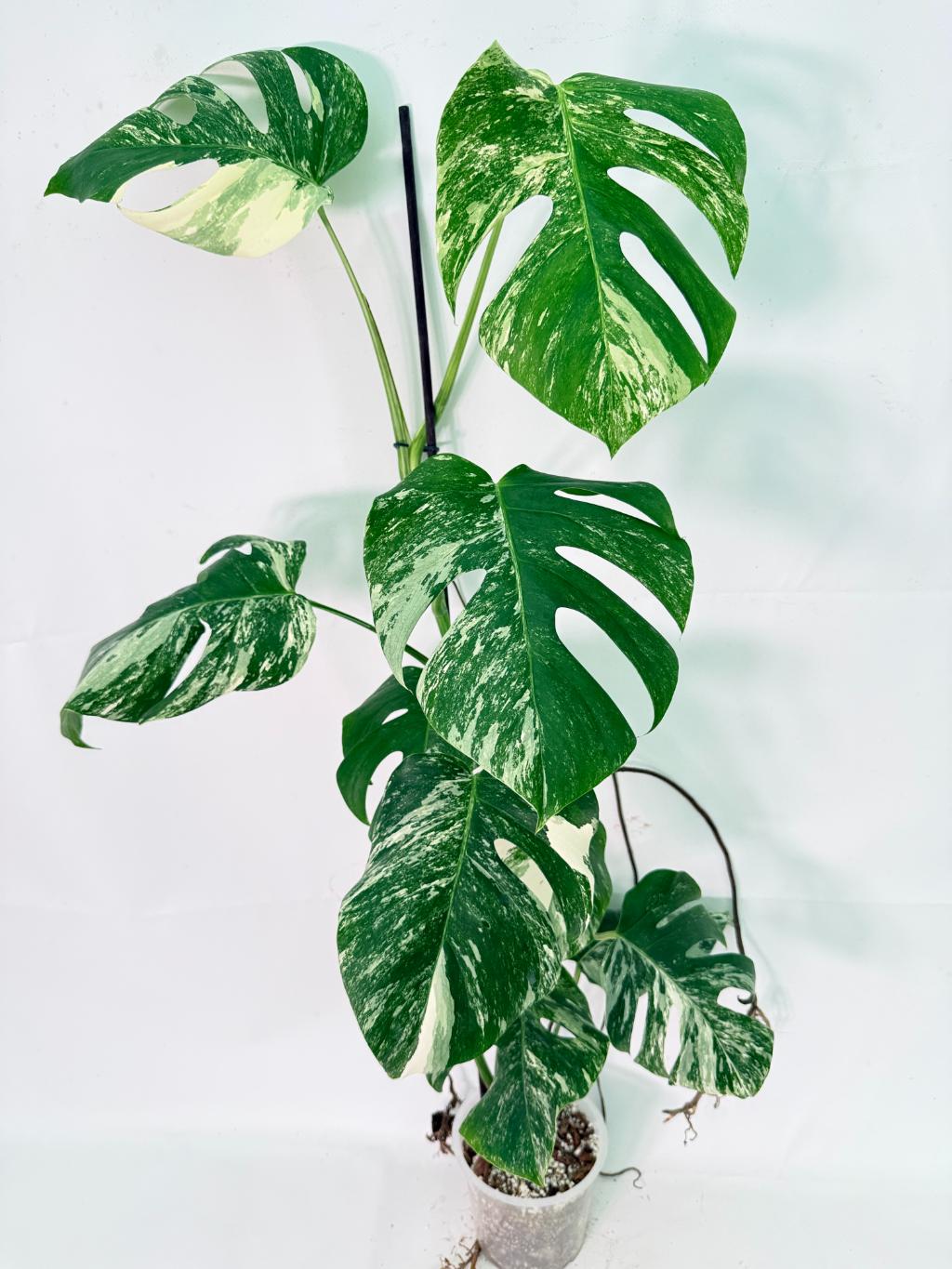 Monstera Albo Variegata XXL 01
