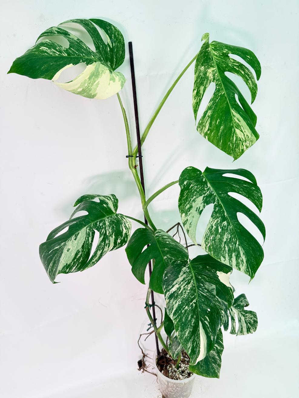 Monstera Albo Variegata XXL 03