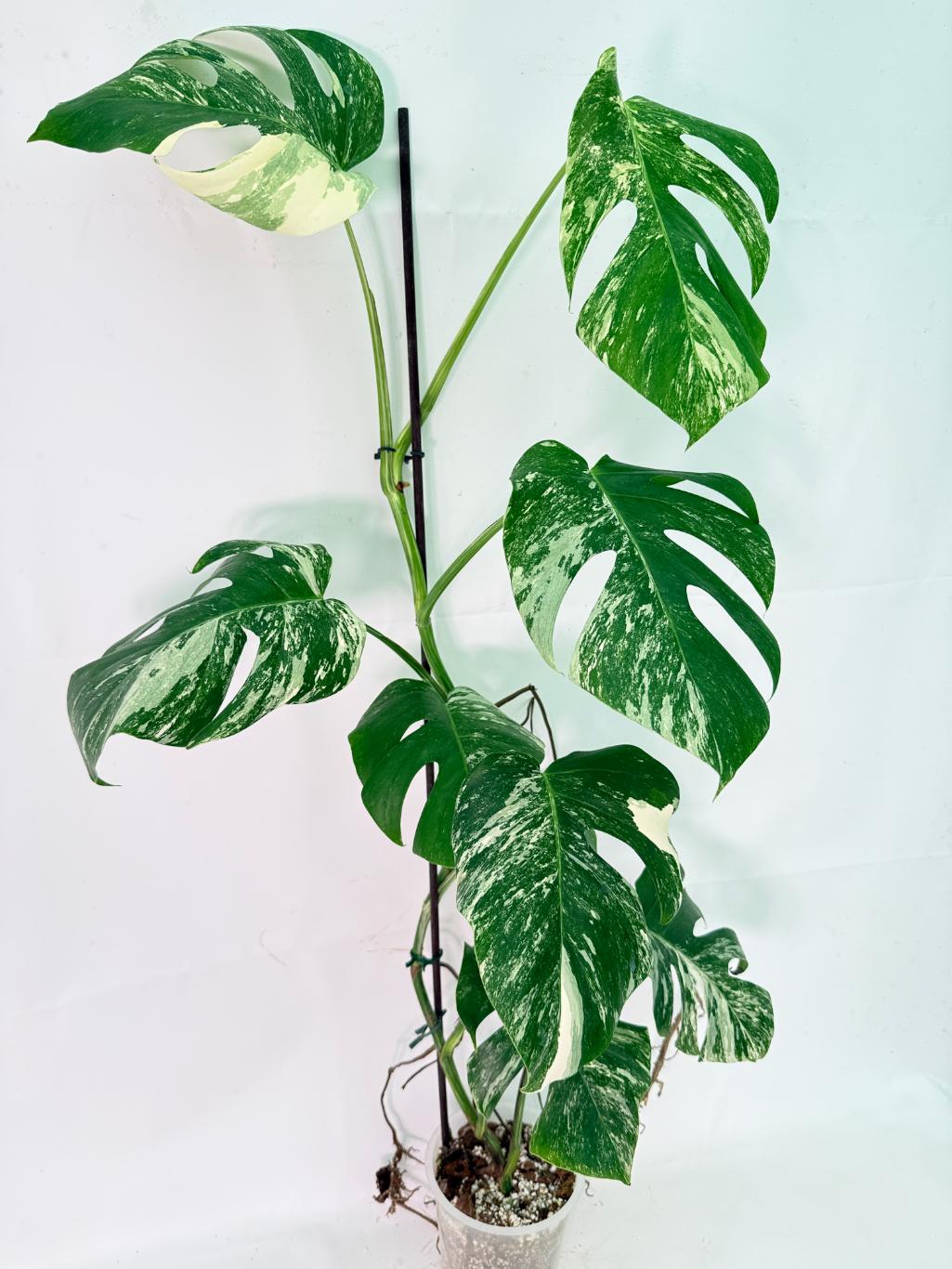 Monstera Albo Variegata XXL 04