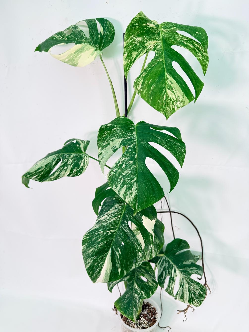 Monstera Albo Variegata XXL 05