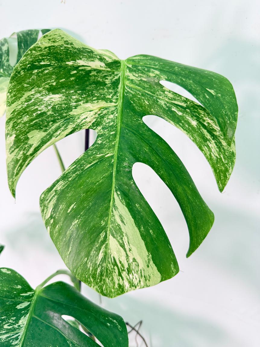 Monstera Albo Variegata XXL 06