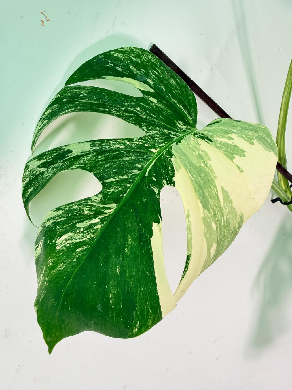 Monstera Albo Variegata XXL 07