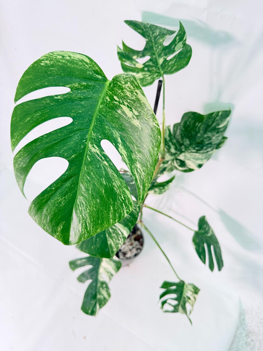 Monstera Albo Variegata XXL 09