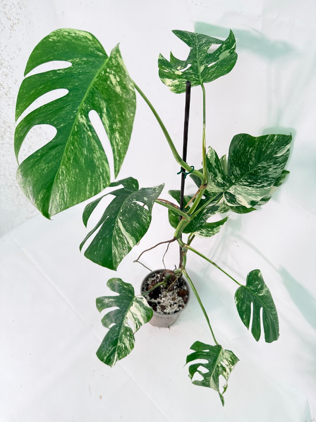 Monstera Albo Variegata XXL 10