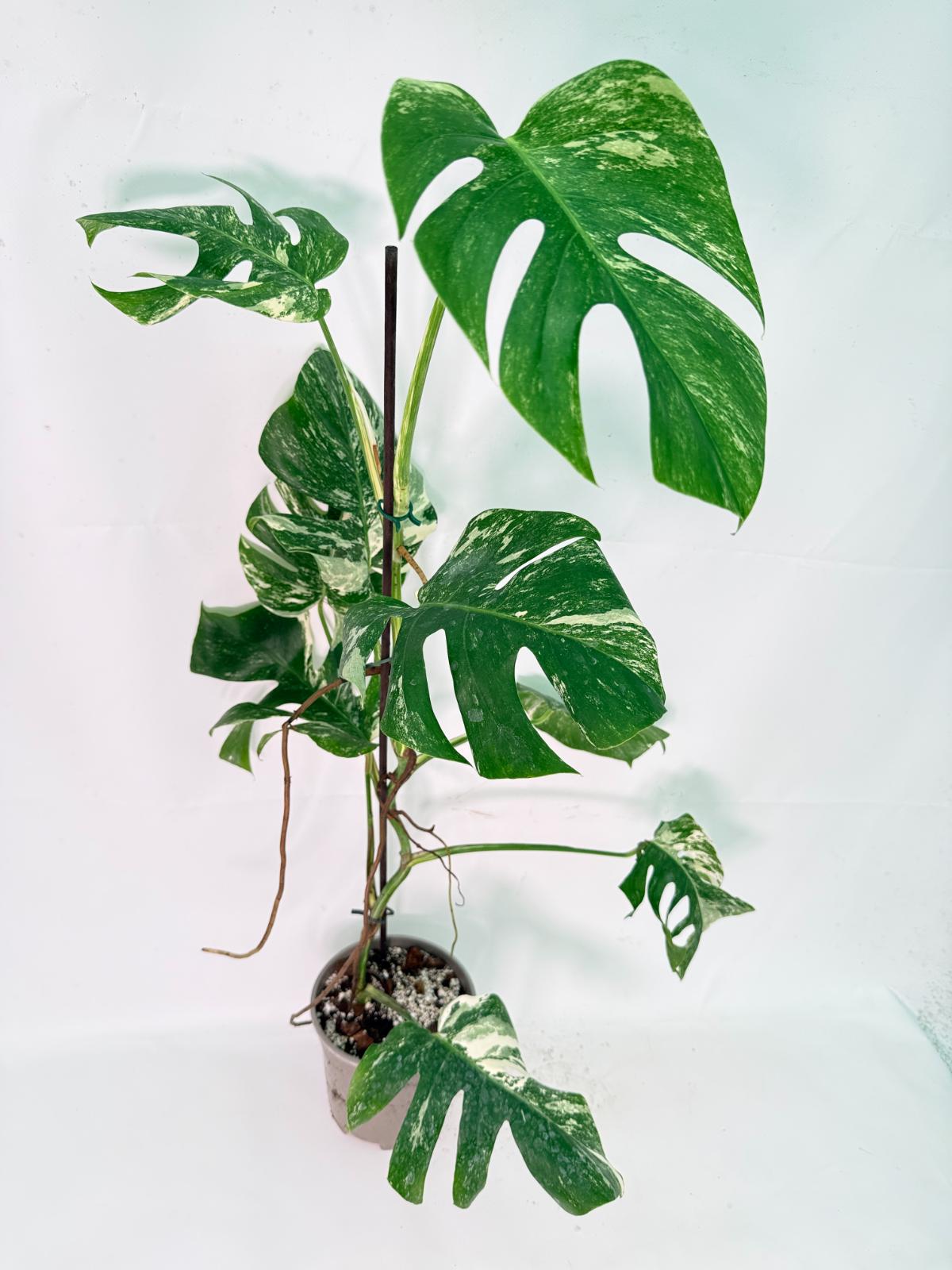 Monstera Albo Variegata XXL 01