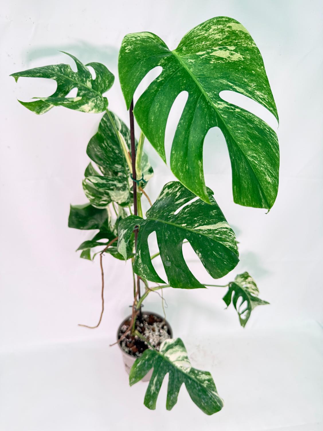 Monstera Albo Variegata XXL 11