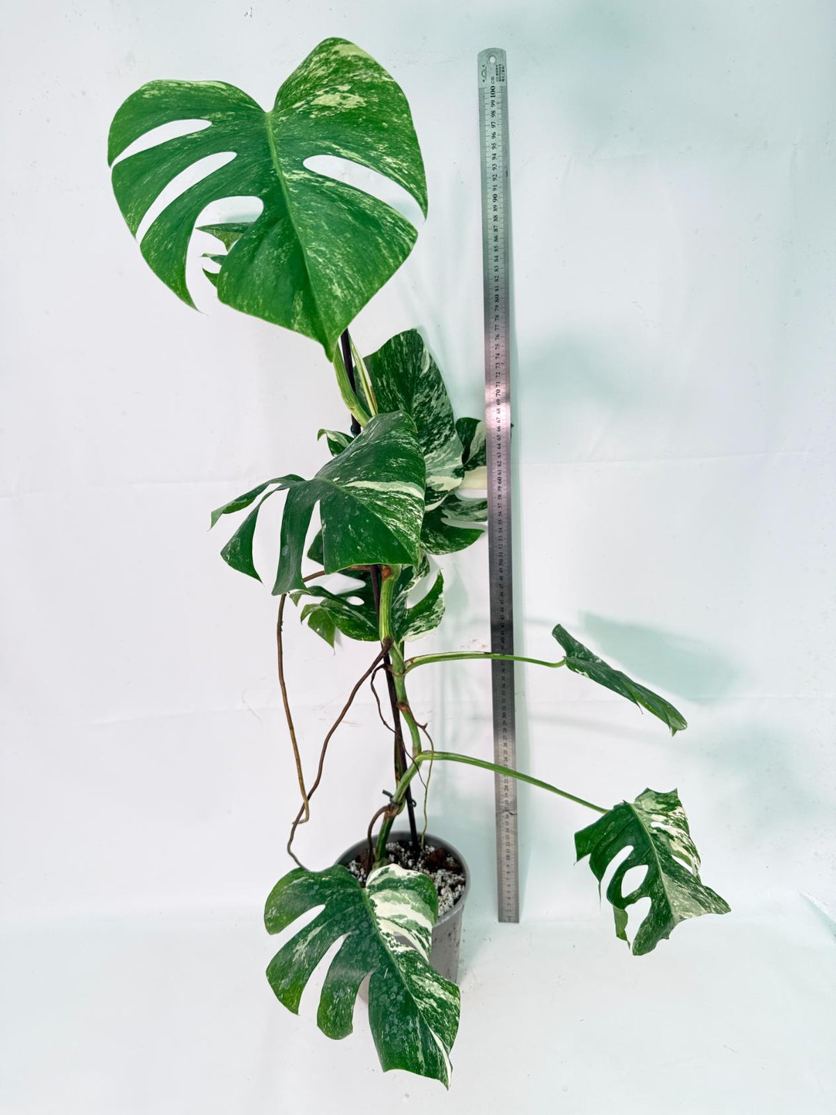 Monstera Albo Variegata XXL 12