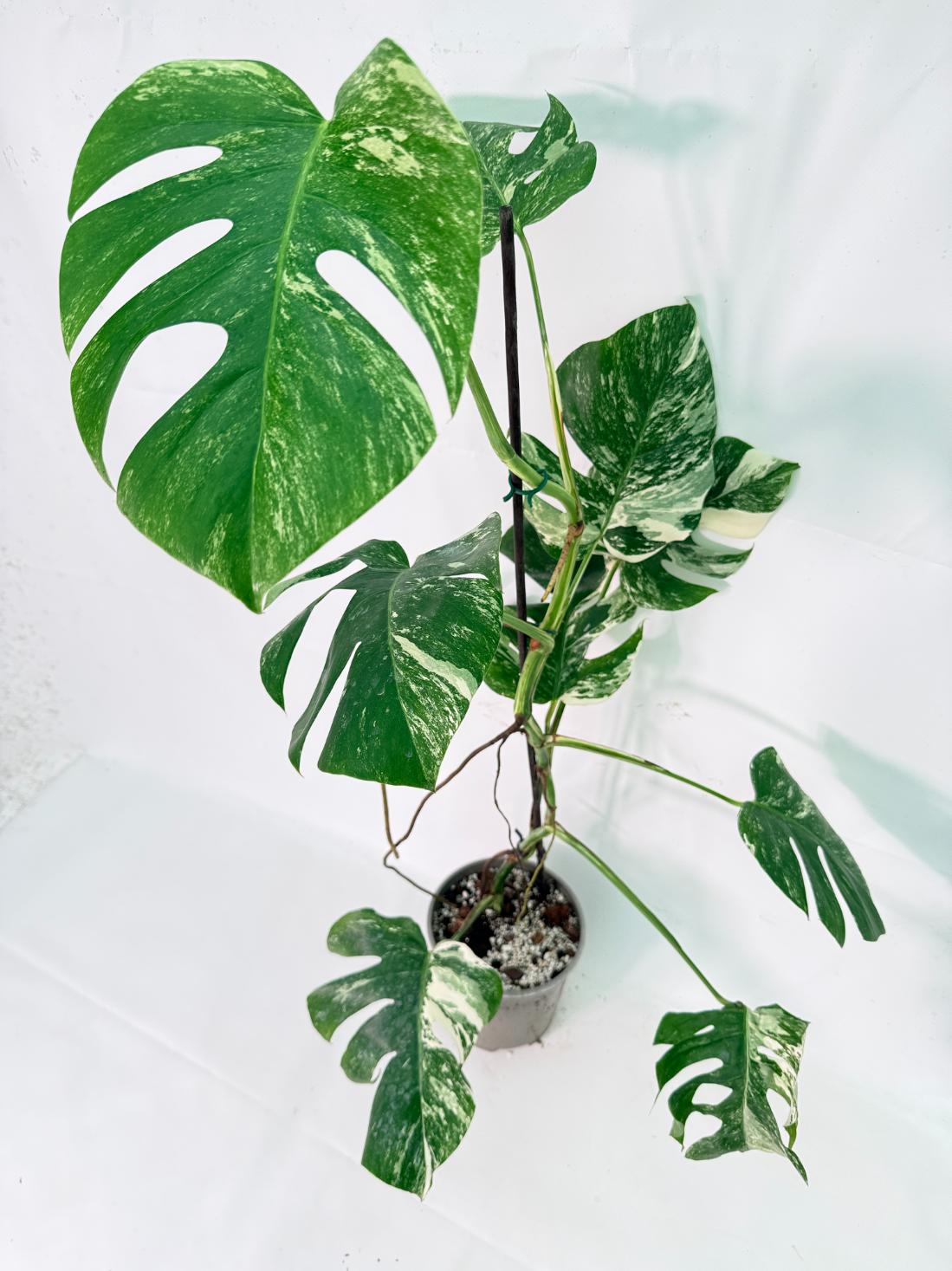 Monstera Albo Variegata XXL 02