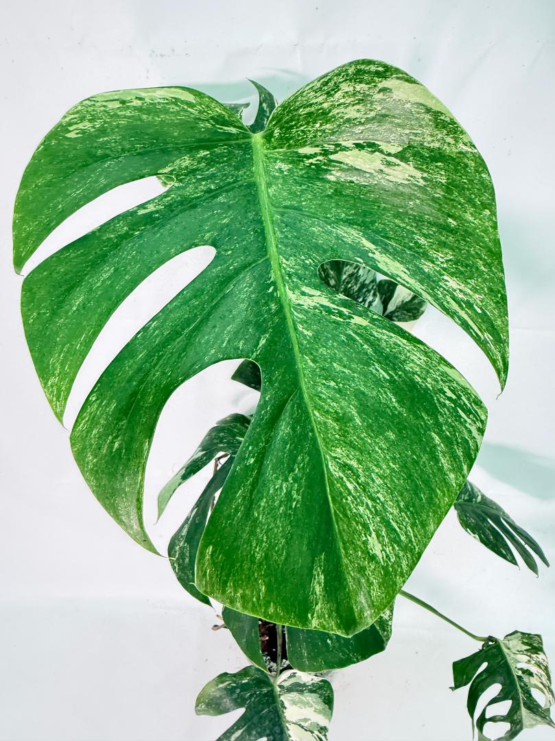 Monstera Albo Variegata XXL 03