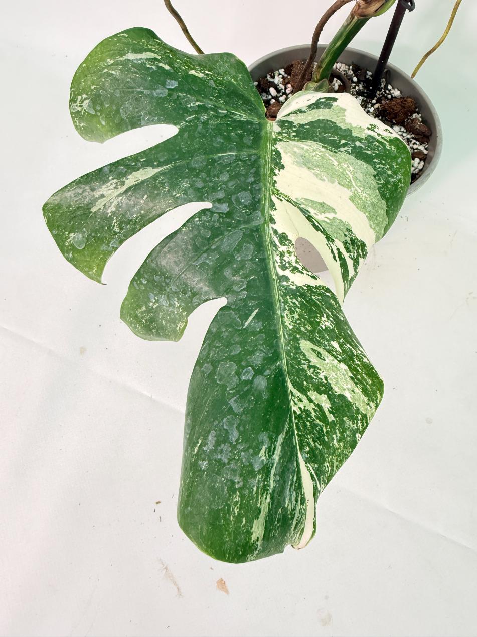 Monstera Albo Variegata XXL 04