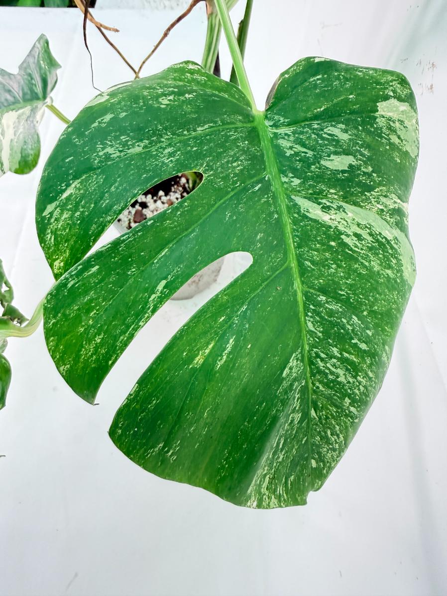 Monstera Albo Variegata XXL 05
