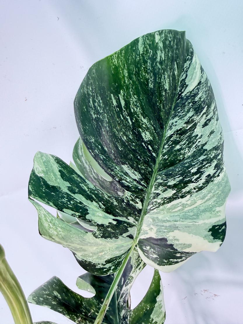 Monstera Albo Variegata XXL 06