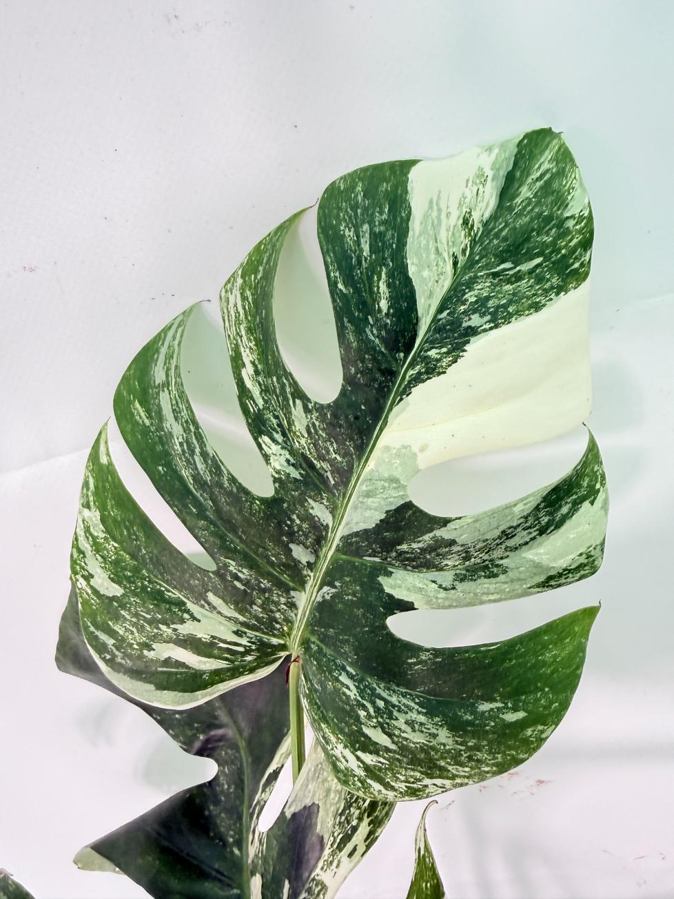 Monstera Albo Variegata XXL 07