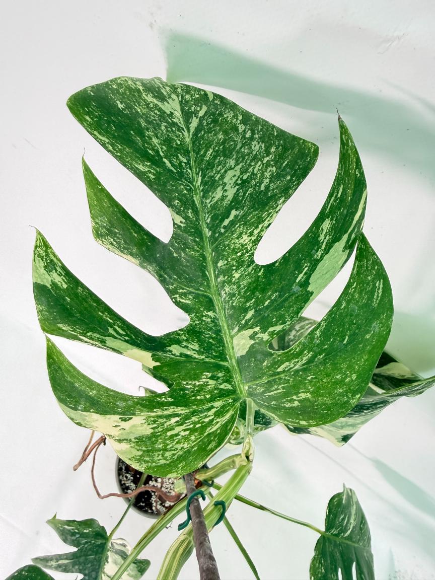 Monstera Albo Variegata XXL 08