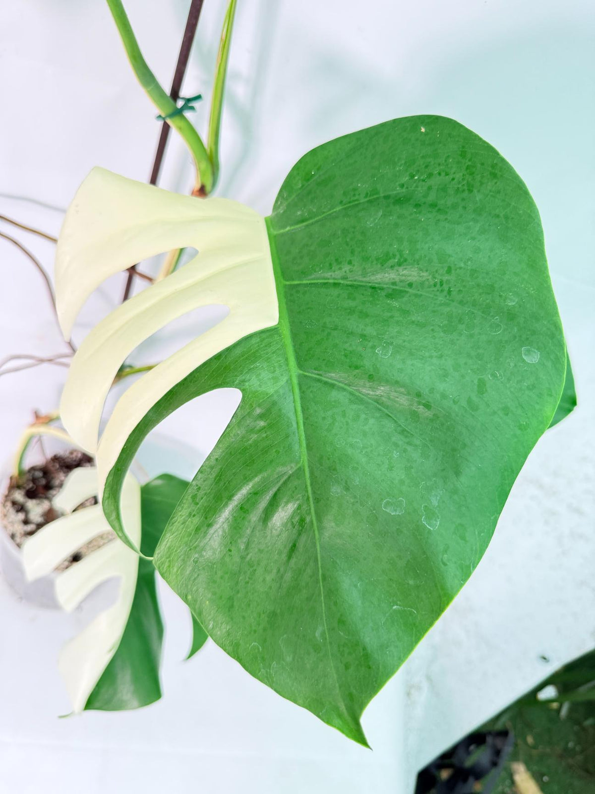 Monstera Albo Variegata XXL 08