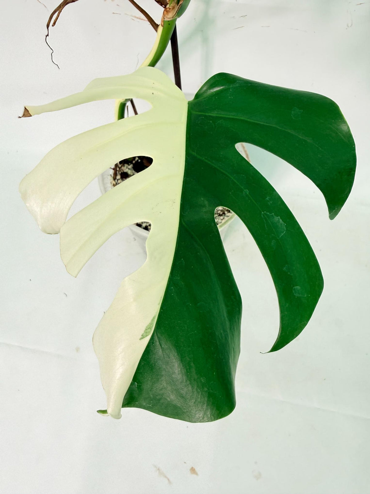Monstera Albo Variegata XXL 09