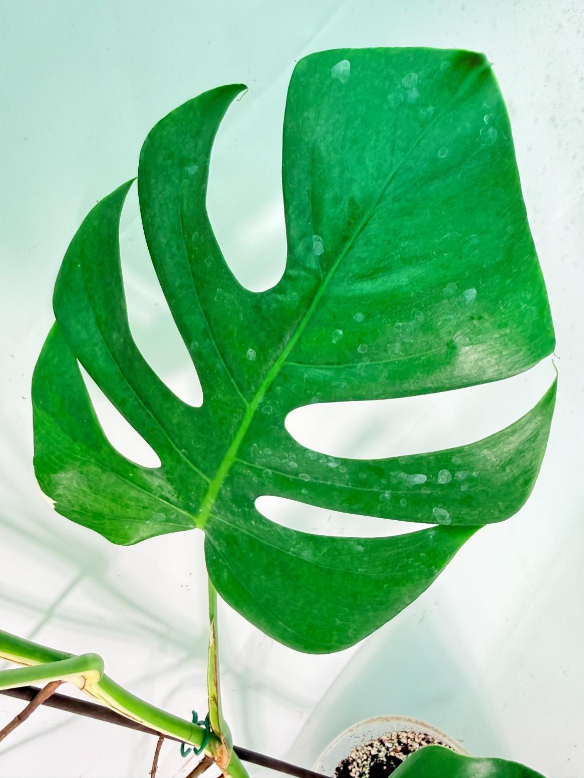 Monstera Albo Variegata XXL 10