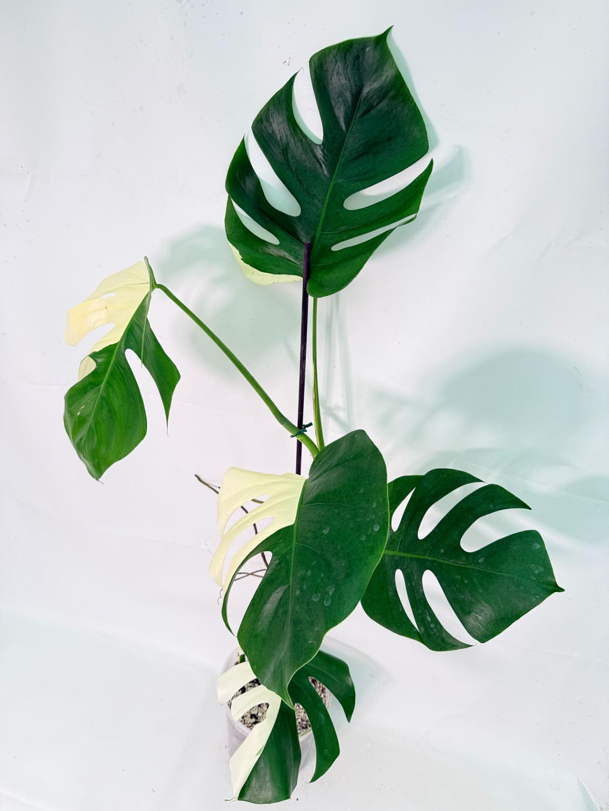Monstera Albo Variegata XXL 11