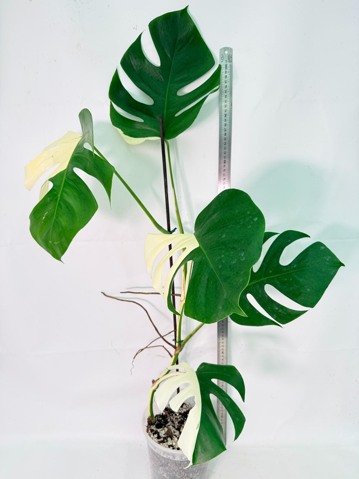 Monstera Albo Variegata XXL 12
