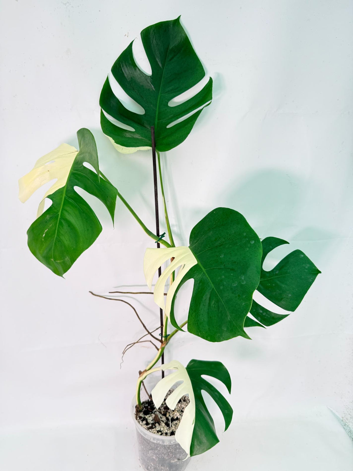 Monstera Albo Variegata XXL 02