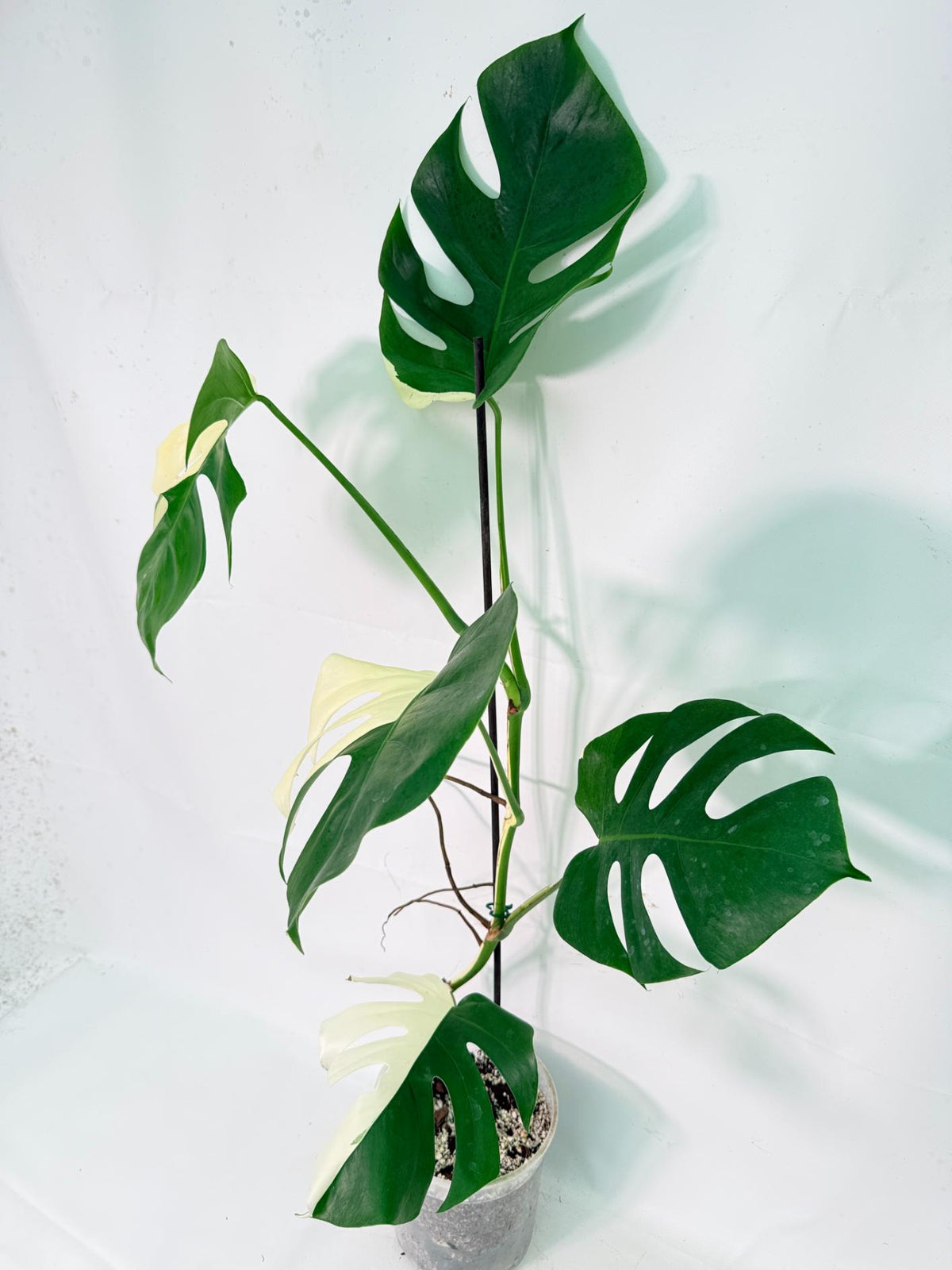 Monstera Albo Variegata XXL 03