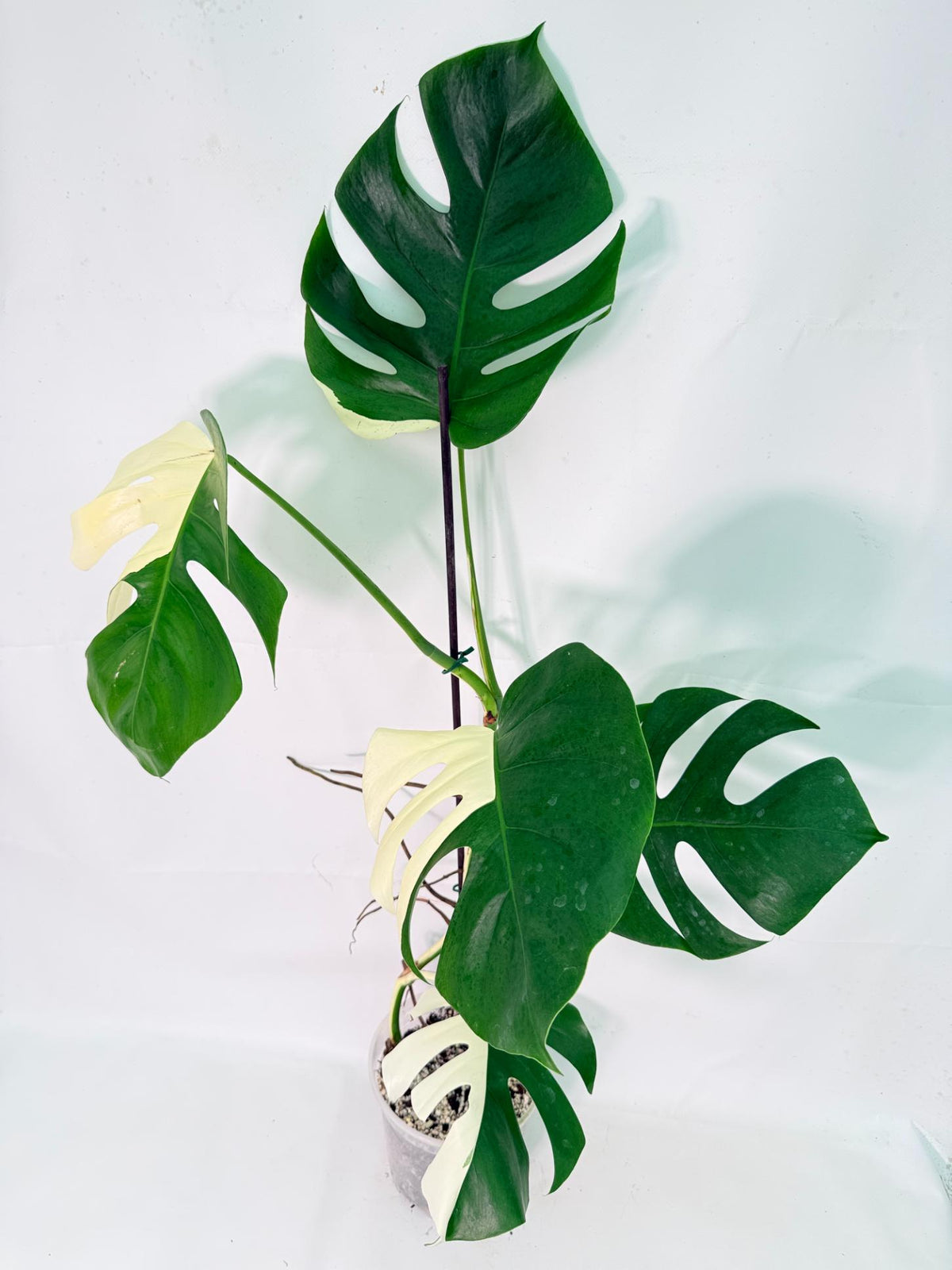 Monstera Albo Variegata XXL 04