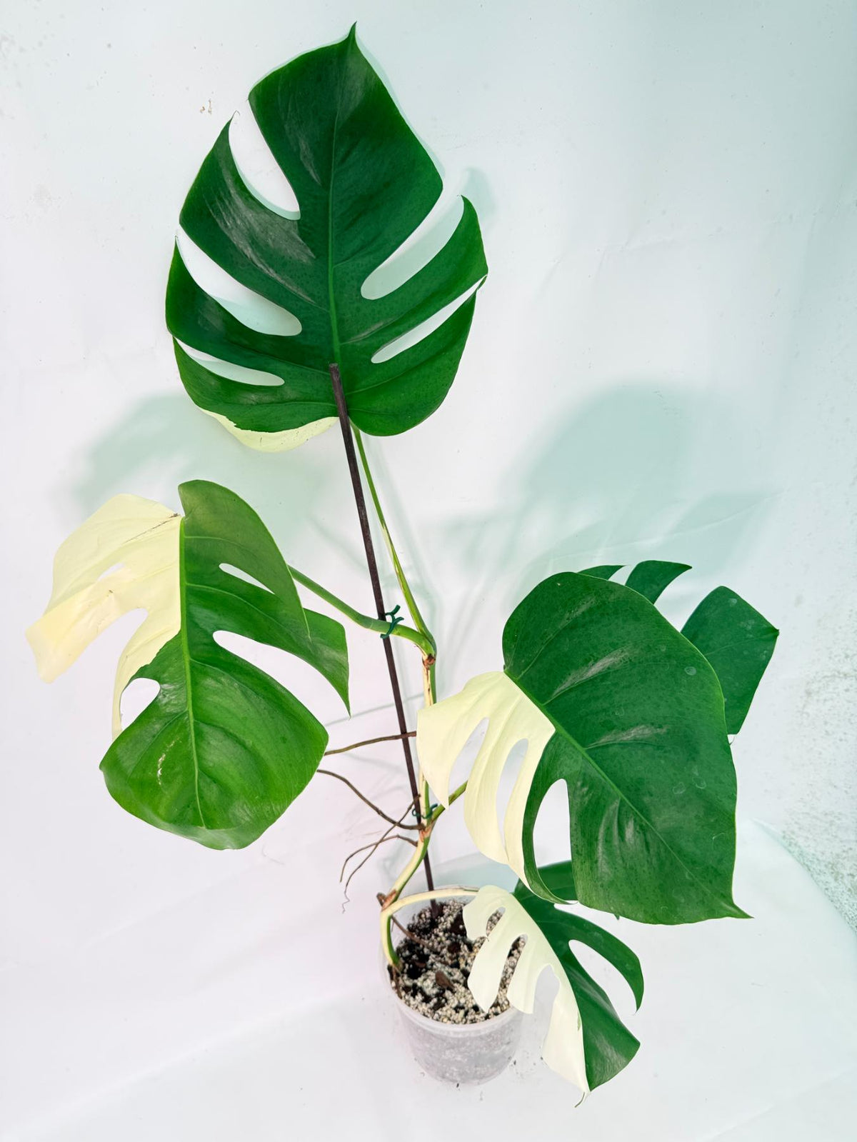 Monstera Albo Variegata XXL 05
