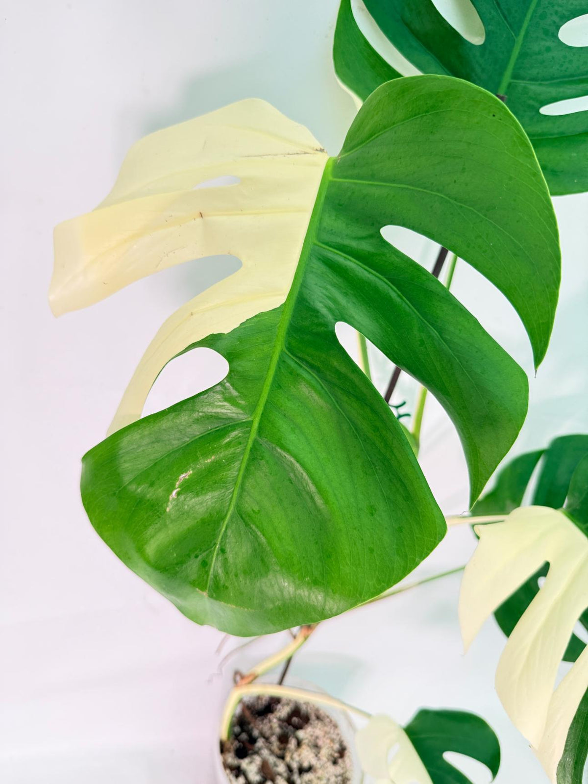 Monstera Albo Variegata XXL 06