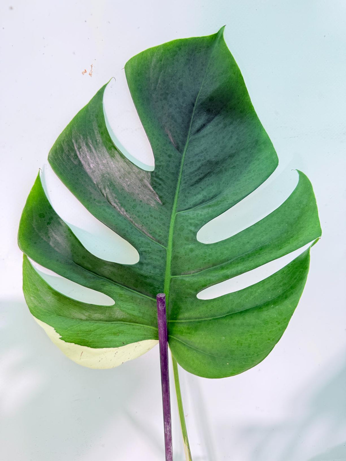 Monstera Albo Variegata XXL 07