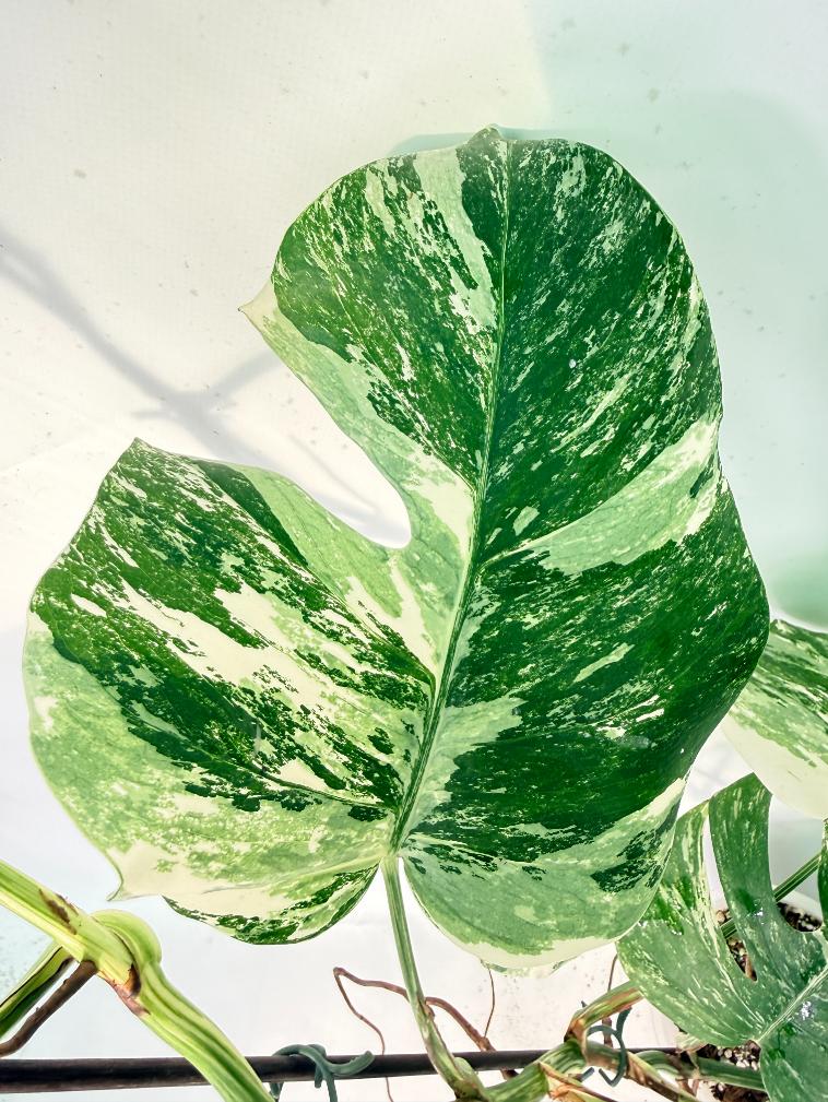 Monstera Albo Variegata XXL 08
