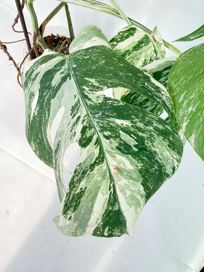 Monstera Albo Variegata XXL 09