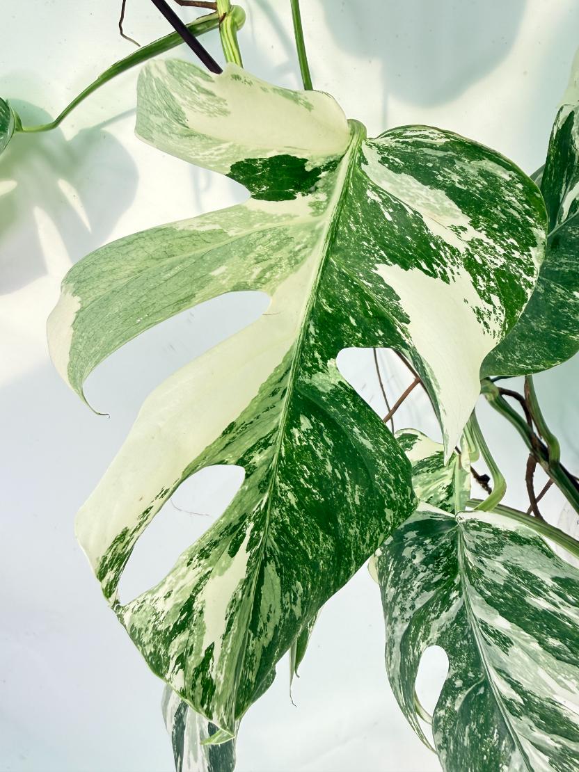 Monstera Albo Variegata XXL 10