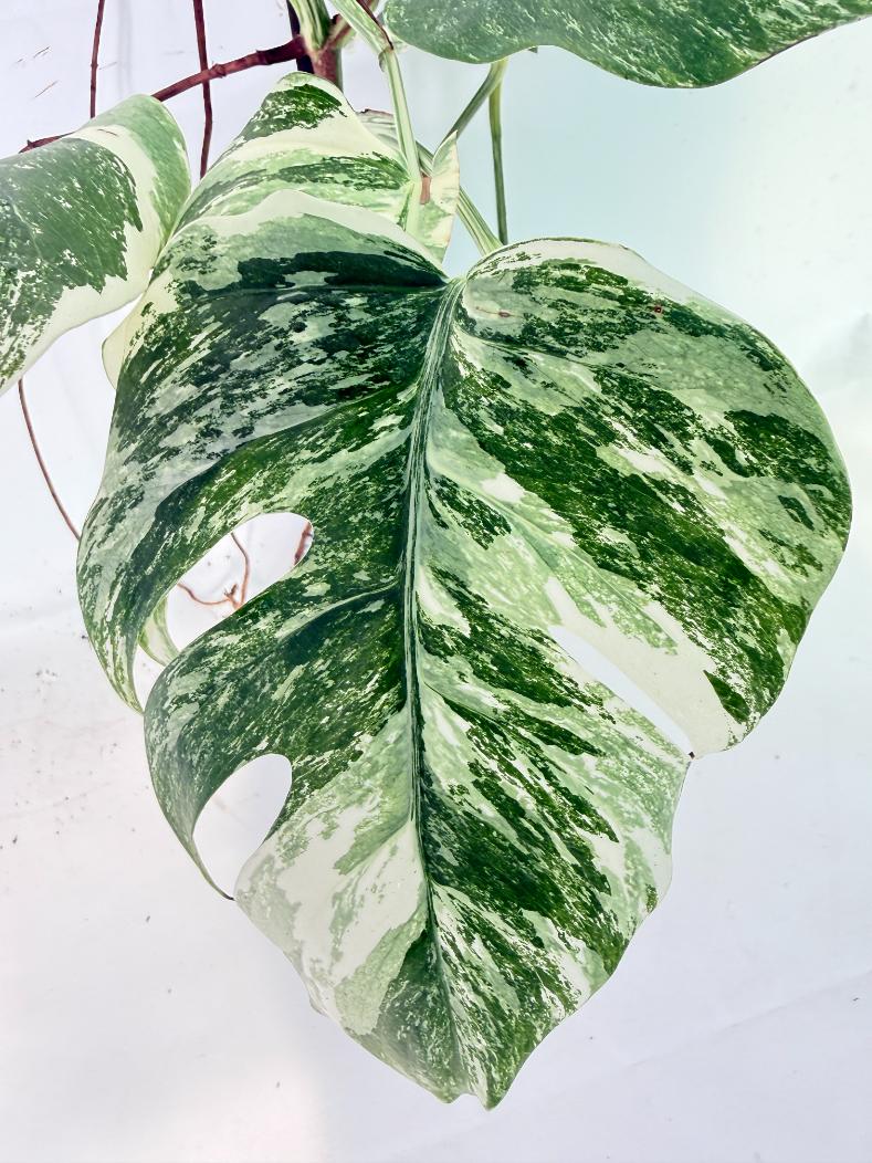 Monstera Albo Variegata XXL 11
