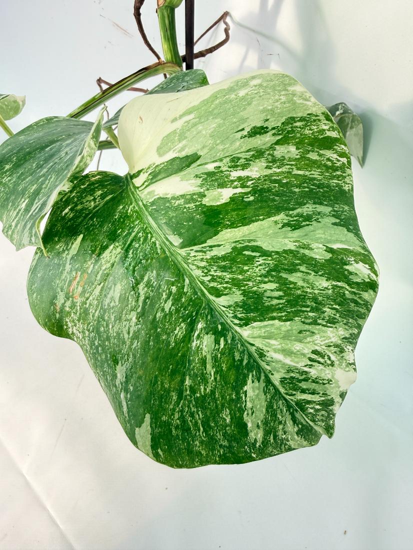 Monstera Albo Variegata XXL 12