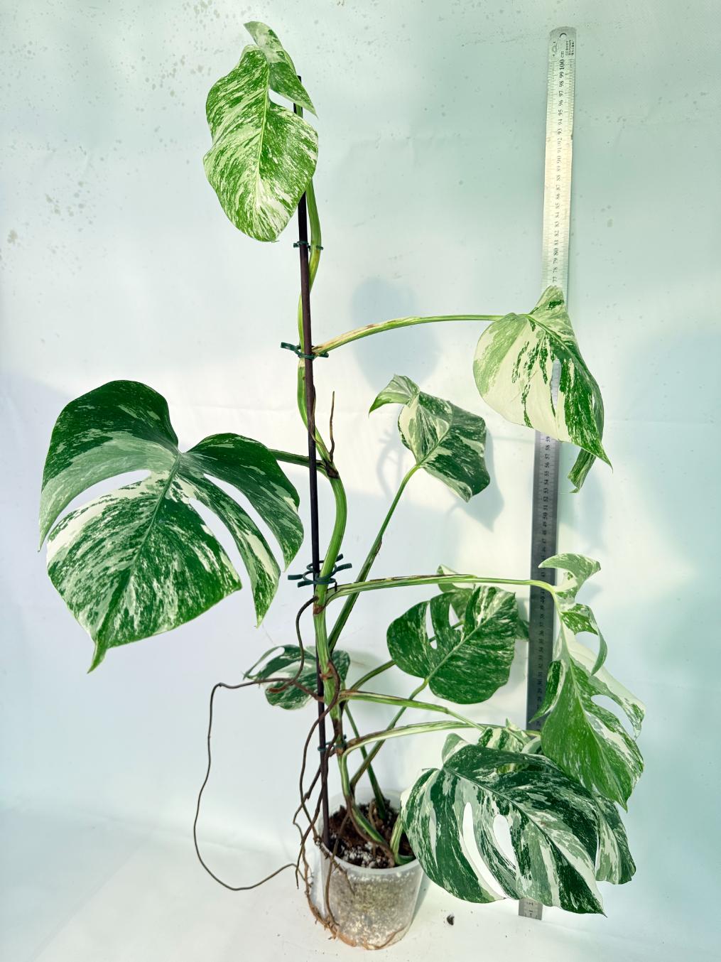 Monstera Albo Variegata XXL 13