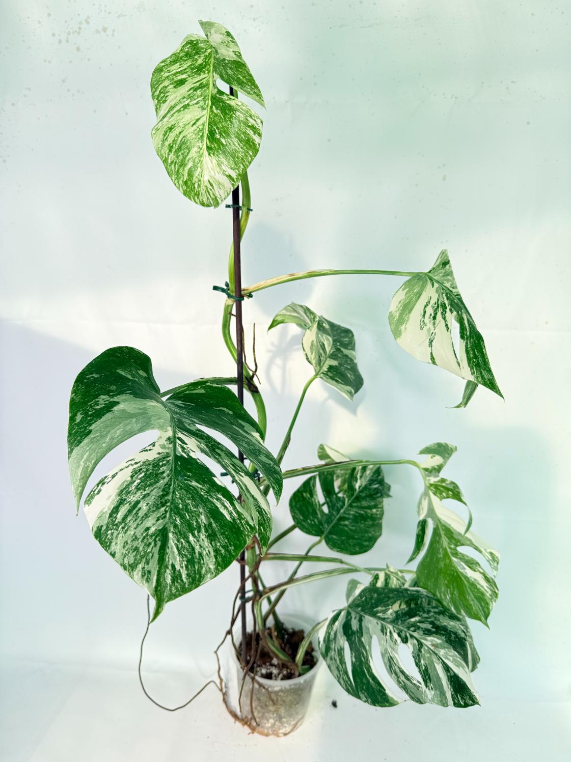 Monstera Albo Variegata XXL 01
