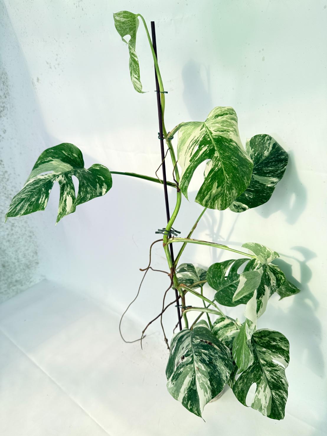 Monstera Albo Variegata XXL 02