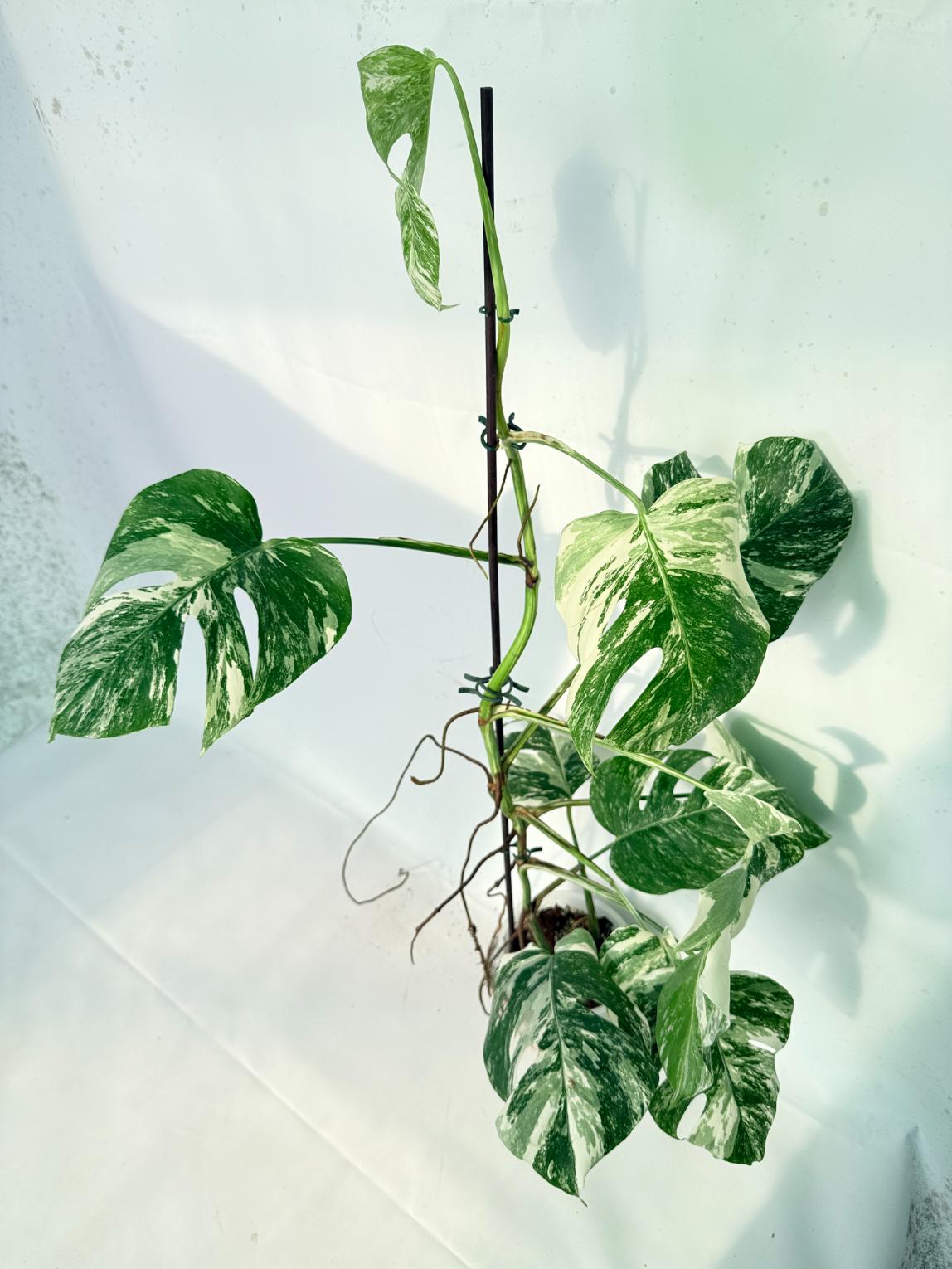 Monstera Albo Variegata XXL 03