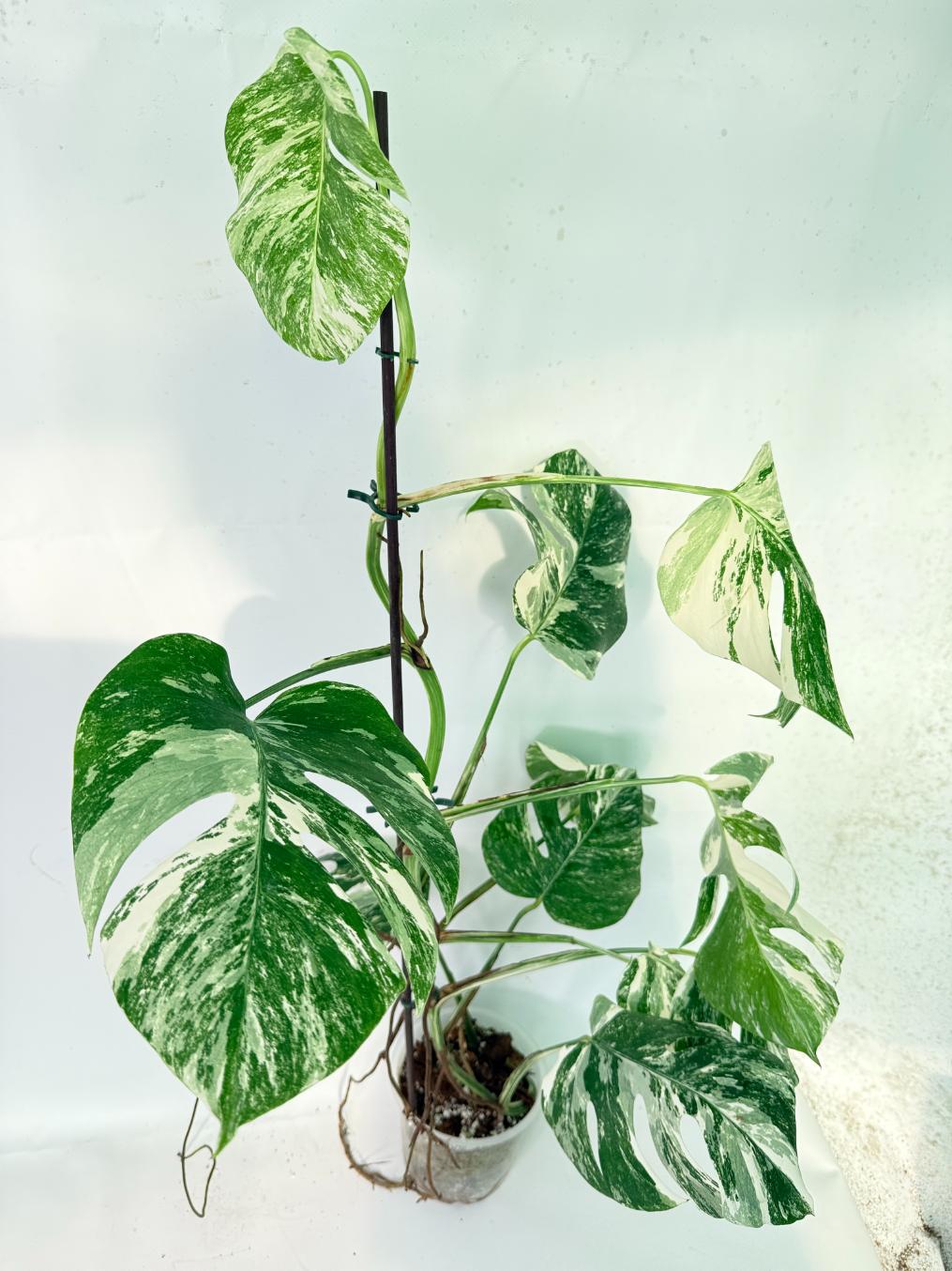 Monstera Albo Variegata XXL 04