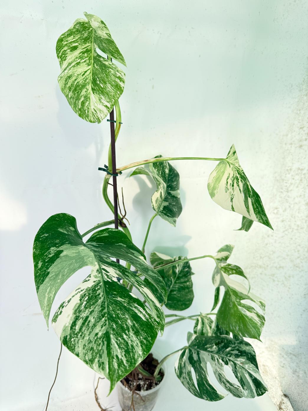 Monstera Albo Variegata XXL 05