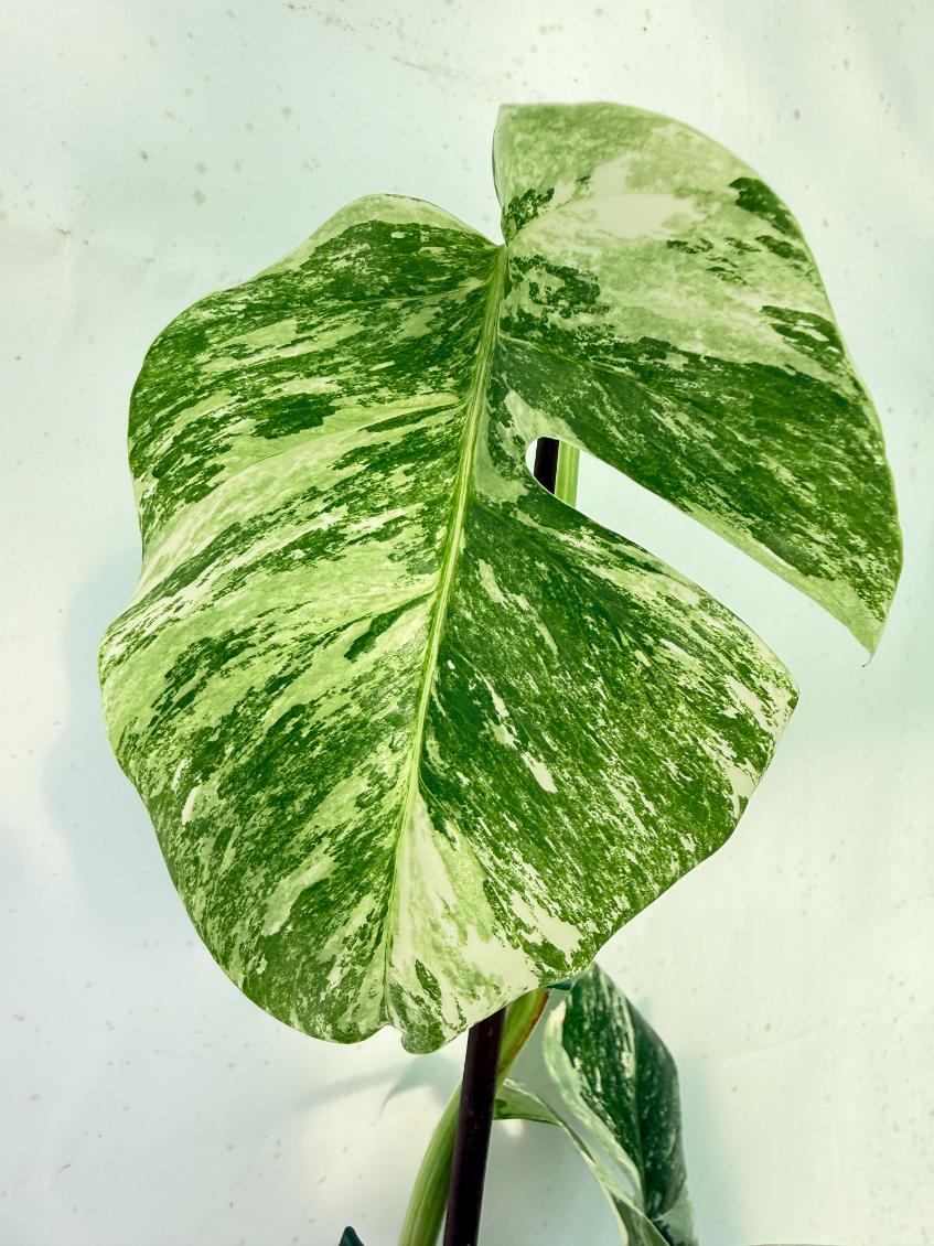 Monstera Albo Variegata XXL 06