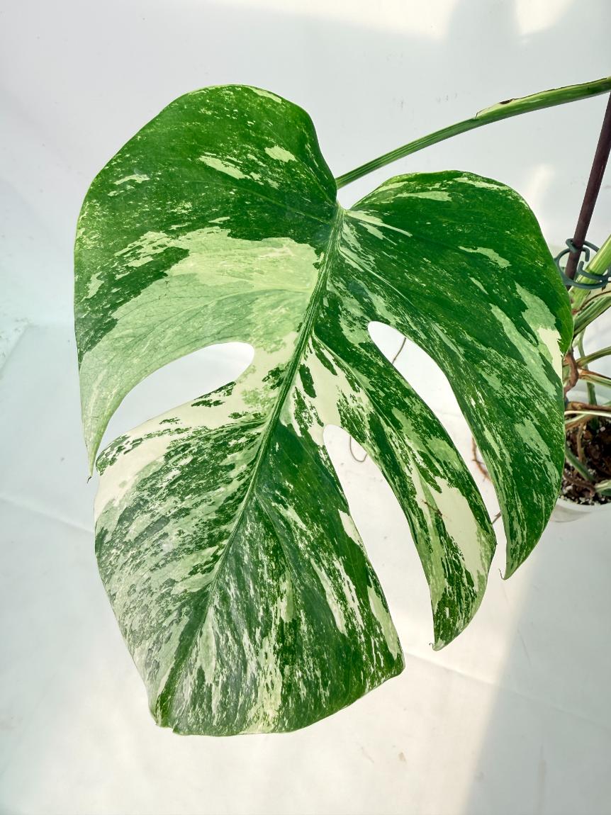 Monstera Albo Variegata XXL 07