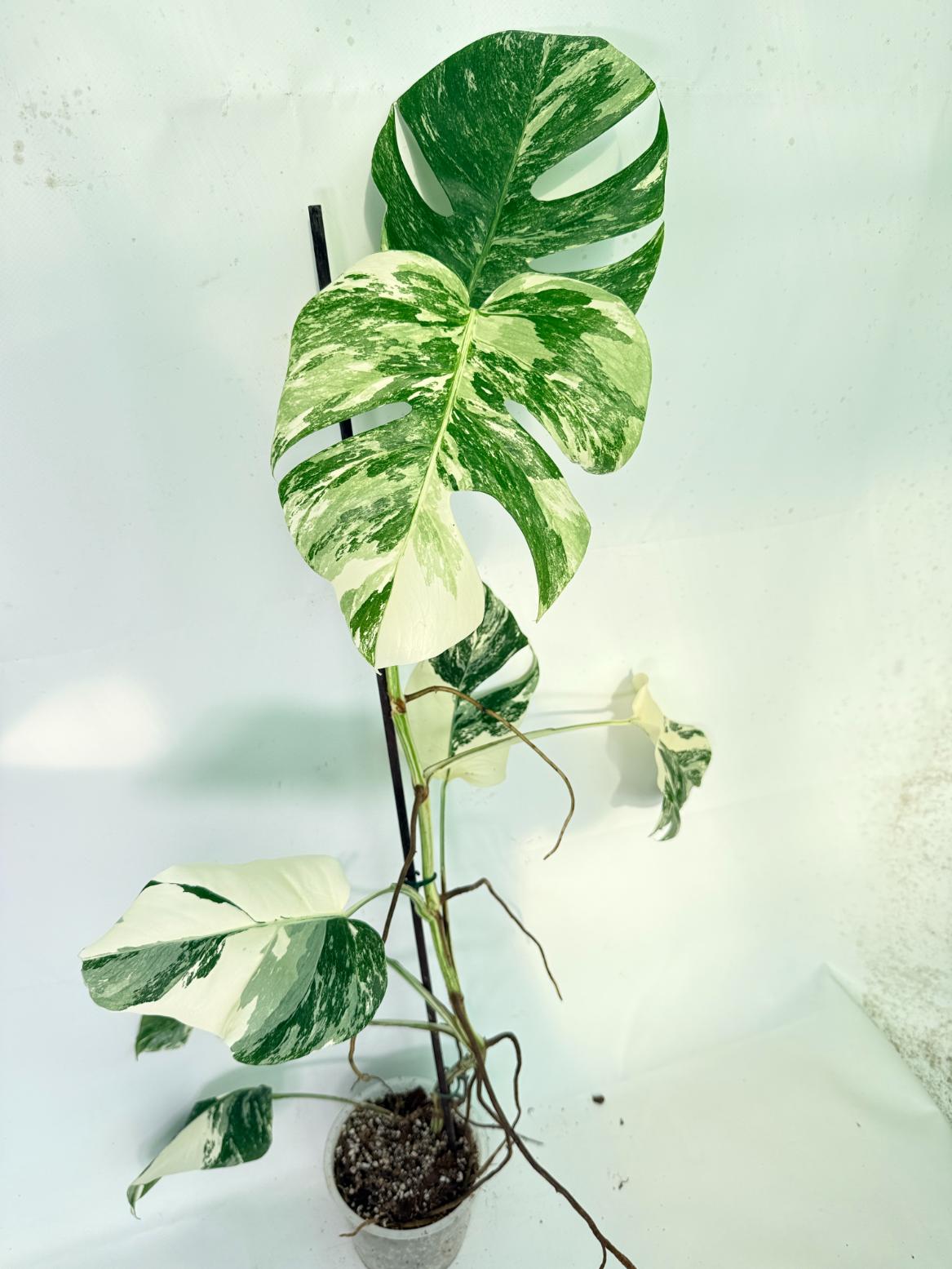 Monstera Albo Variegata XXL 08
