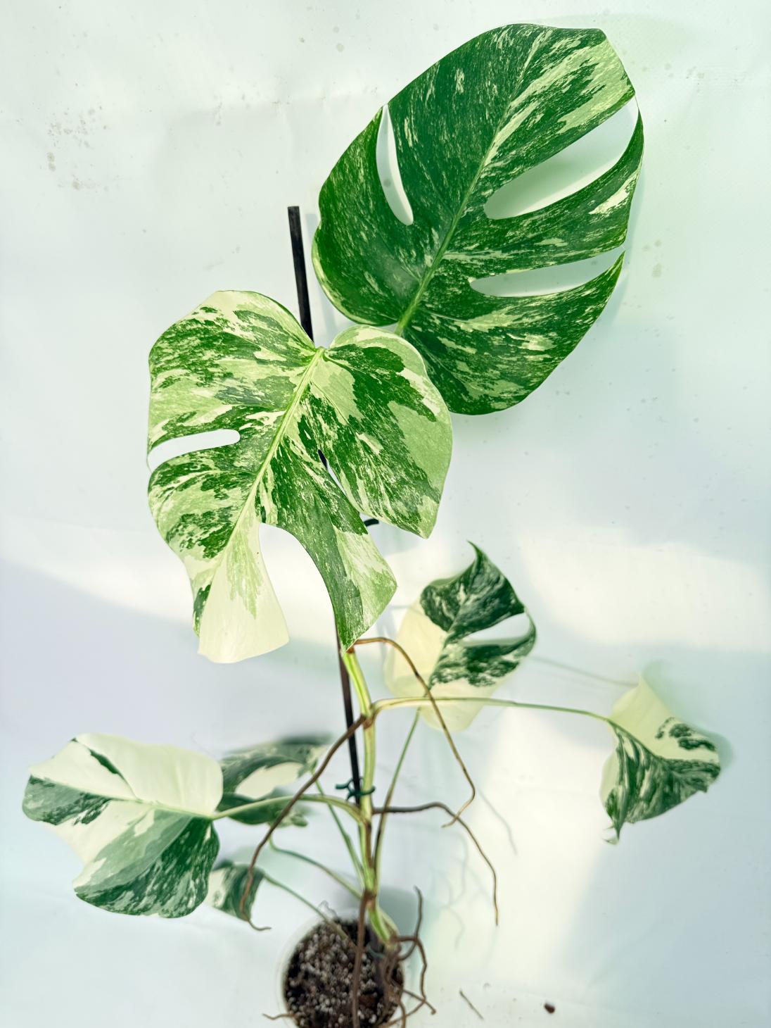 Monstera Albo Variegata XXL 09