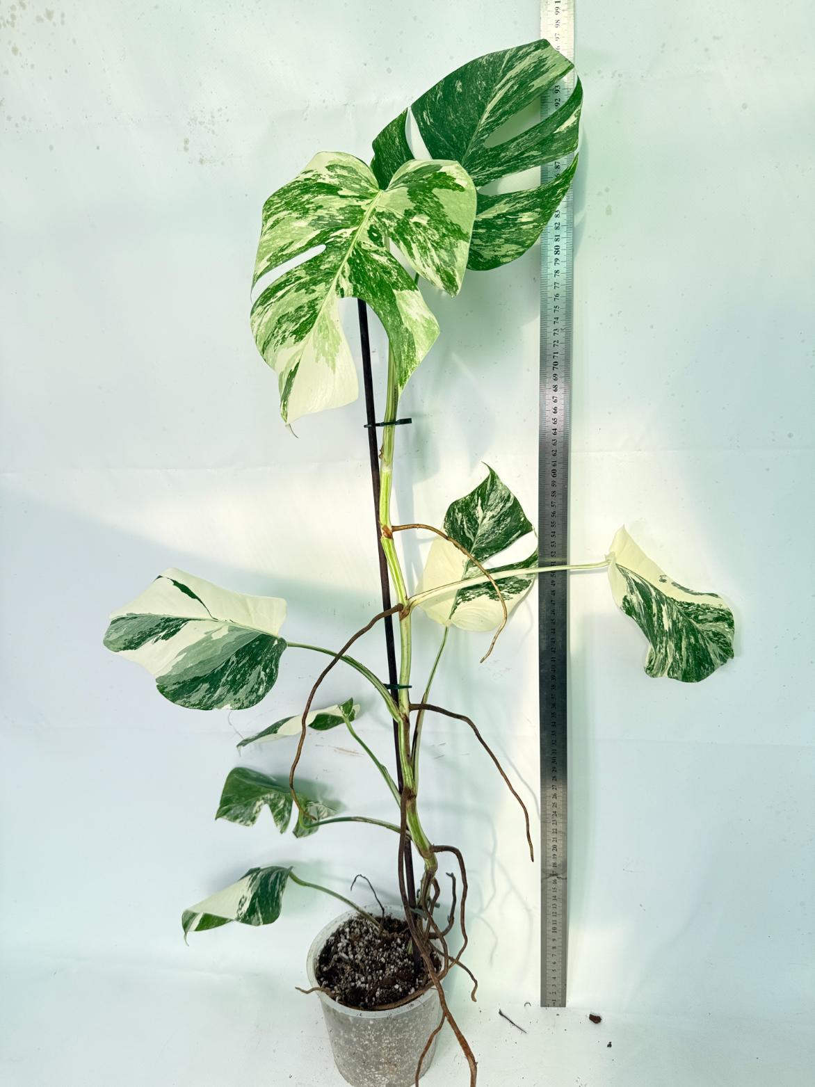 Monstera Albo Variegata XXL 10