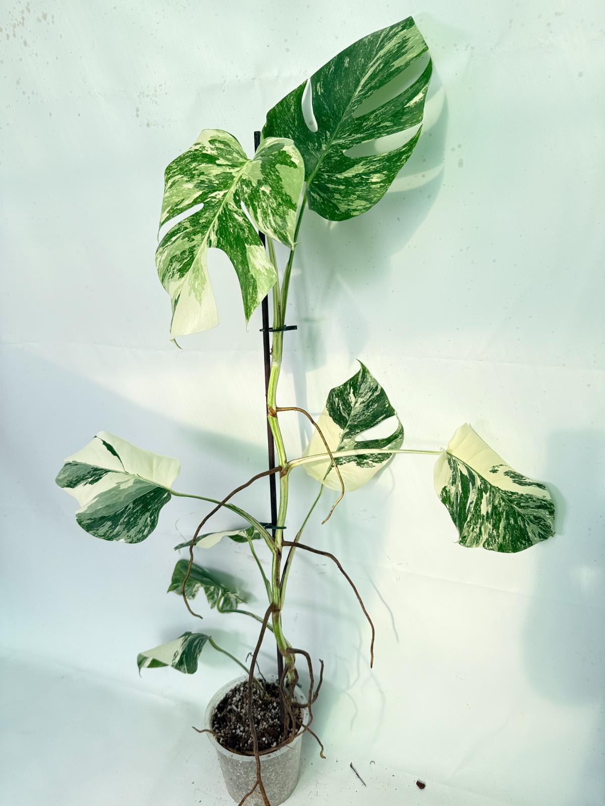 Monstera Albo Variegata XXL 02