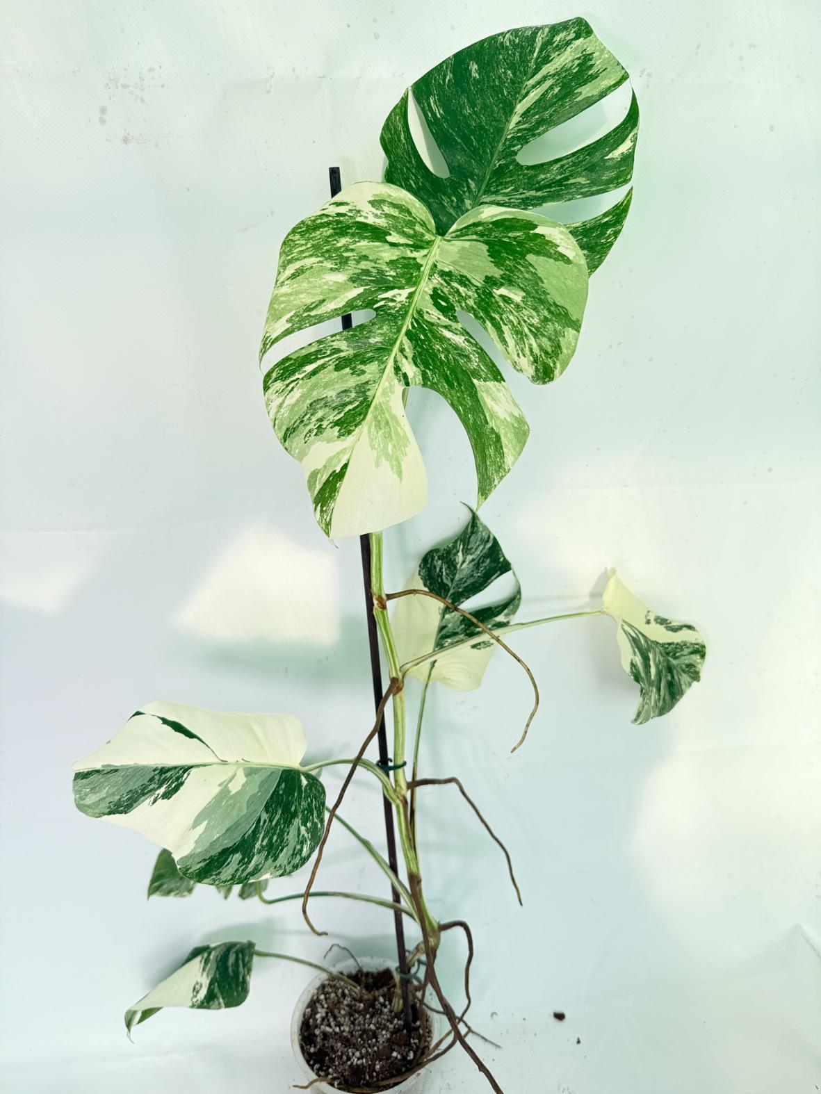 Monstera Albo Variegata XXL 01