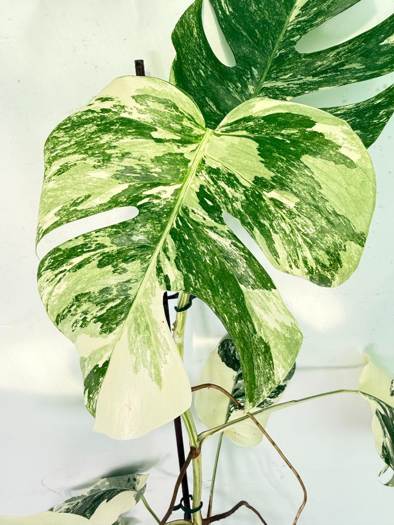 Monstera Albo Variegata XXL 03